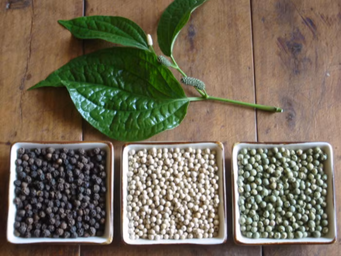 Hạt tiêu có rất nhiều tác dụng y dược. Dân gian dùng tiêu chữa bệnh đau dạ dày, nôn do lạnh dạ dày và cả đau bụng đi ngoài do lạnh bụng. Người bị dạ dày khi ăn những món ăn lạnh tốt nhất nên rắc thêm một ít hạt tiêu trắng để chống lạnh, trừ hàn. Ảnh: Bepgiadinh.