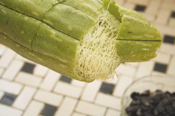 5. Xơ mướp: Xơ mướp có vị ngọt và tính bình tác dụng thông kinh, thanh nhiệt,giúp lợi thủy, tiêu thũng nên có thể sử dụng bồi bổ bên trong giúp cho thanh nhiệt, mát da, nhuận da, điều hòa kinh nguyệt. Ảnh: Webtretho.com.