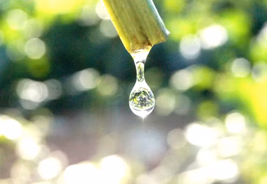 2. Nhựa mướp: Trong nhựa mướp hương có chứa rất nhiều thành phần đây là các chất có tác dụng dưỡng da, làm mềm và sẽ giúp da chống lại các tác nhân có hại như là :tia cực tím, vi khuẩn… Vì vậy bạn có thể sử dụng nhựa mướp thoa ngoài da hàng ngày nhé. Ảnh: Sheis.vn.