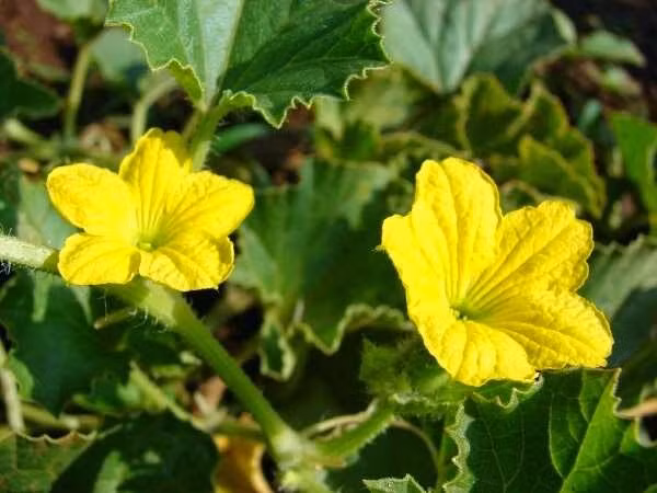 4. Thân mướp: Thân mướp có tác dụng tiêu viêm nên rất tốt để đắp ngoài da để có thể ngăn chặn viêm da và làm sáng da, bảo vệ da luôn sạch sẽ nhờ có những hoạt tính chống khuẩn. Ảnh: chohoaonline.com.