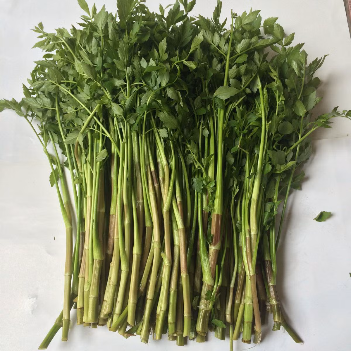 5. Rau cần: Rau cần một nắm rửa sạch, giã nát rồi vắt lấy nước cốt cho người say uống từ từ. Ảnh: biggreen.com.vn.