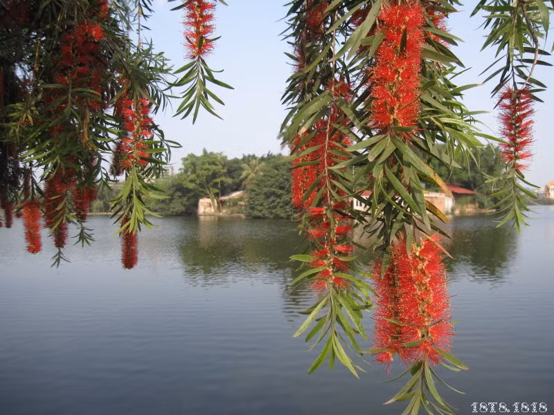 1. Trị rụng tóc: Cây vừng 20g, lá liễu 20g cho vào đun sôi 10 phút. Sử dụng nước thuốc này gội đầu hàng ngày, nên gội đầu bằng nước thuốc vào buổi trưa và trước lúc đi ngủ. Sau khi gội đầu để tóc tự khô mới đi ngủ và duy trì khoảng 10 – 15 ngày mới bắt đầu cho hiệu quả. Ảnh: flickr.com.