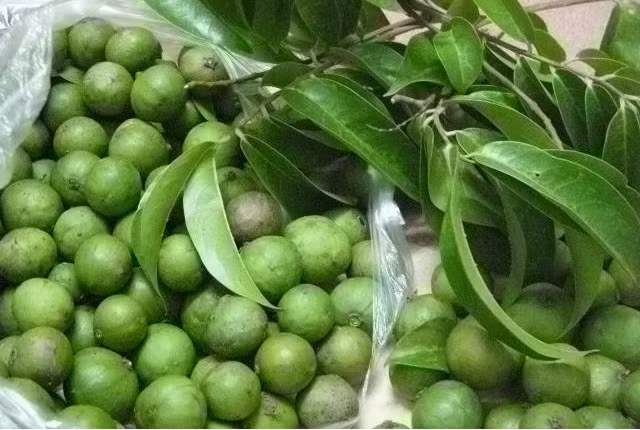 1. Quả sấu. Chữa chứng ho: Dùng 400g cùi sấu ngâm với ít muối hoặc sắc lấy nước cho chút đường đủ ngọt, uống 2 – 3 lần trong ngày. Hoặc lấy hoa, quả sấu sắc với 300ml nước còn lại 100ml, chia ra 2 – 3 lần uống trong ngày. Ảnh: VietQ.