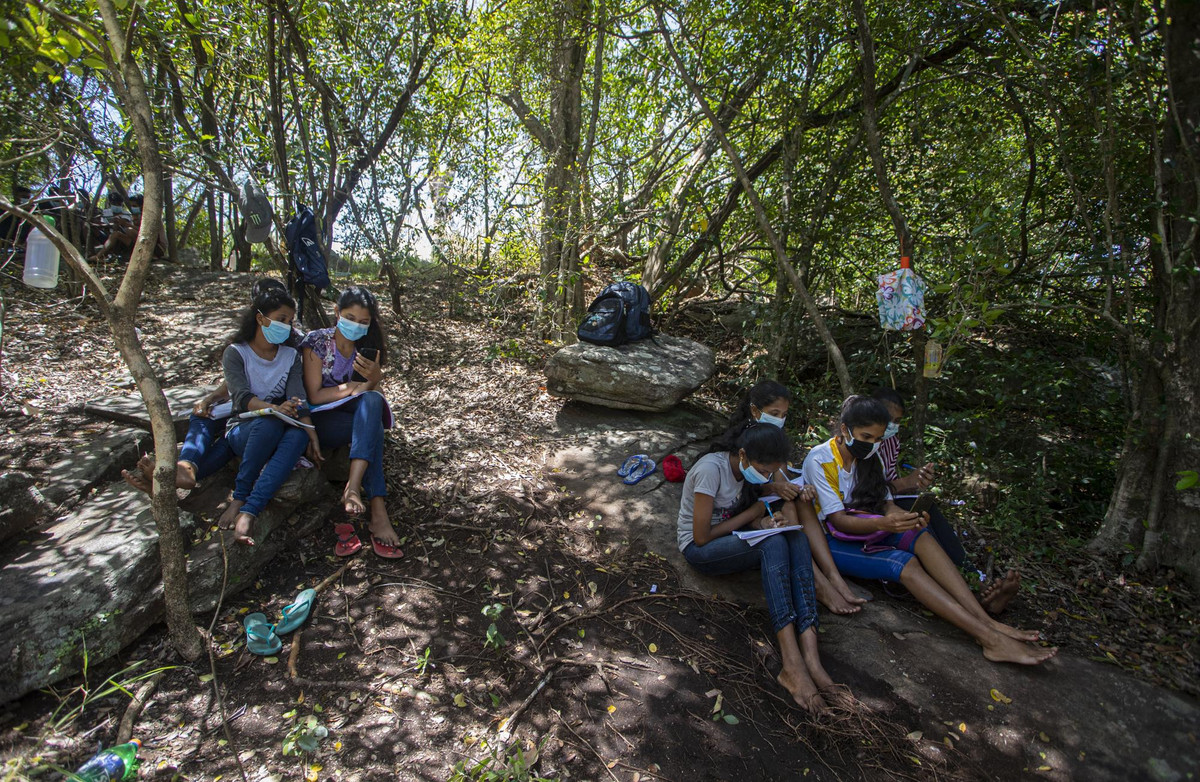 Ảnh: Học sinh ngôi làng xa xôi học trực tuyến...trên cây thời COVID-19 - Hình 7 Anh: Hoc sinh ngoi lang xa xoi hoc truc tuyen...tren cay thoi COVID-19-Hinh-7