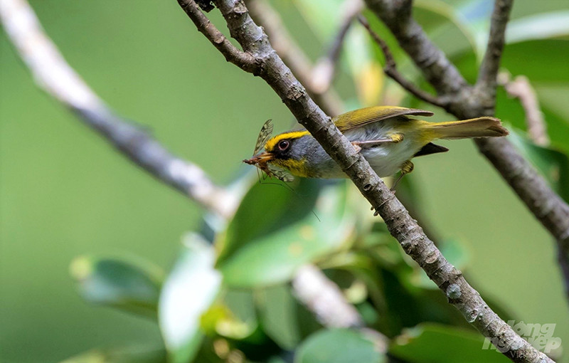 Chích đớp ruồi mặt đen (Black Faced Warbler) là loài chích nhỏ (chỉ khoảng 10 cm). Chim nổi bật với mảng lông vàng lớn ở lông mày và cổ, mặt đen, đỉnh đầu, gáy và phần ngang ngực trên màu xám nhạt, ngực dưới và bụng màu trắng, và lông bao đuôi dưới hơi vàng. Chim trống và mái giống nhau. Ảnh được chụp tại dãy núi Fansipang.. 