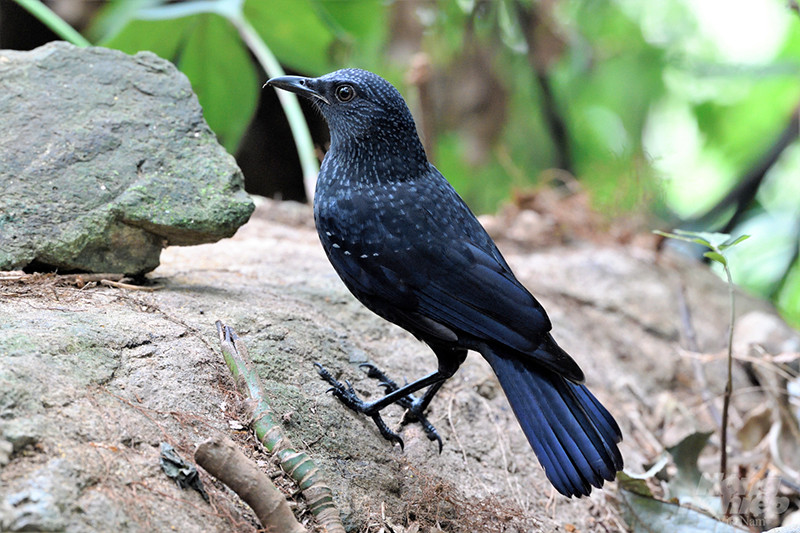 Hoét xanh (Blue Whistling Thrush) được chụp tại Tam Đảo. Hoét xanh có bộ lông màu xanh da trời đậm pha tím với những điểm trắng trên thân. Bụng và phần dưới đuôi cùng màu nhưng không có điểm trắng và cánh có tông màu xanh da trời hơi khác so với thân. Mỏ chim có thể màu vàng hoặc màu đen. Chim trống và mái giống nhau. Khướu đuôi đỏ (red-taild Laughingthrush). Loài chim này phố biến ở các vùng núi phía Bắc và cao nguyên Kon Tum.