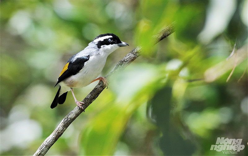 Một chú Khướu được chụp tại Cao nguyên Lâm Đồng.