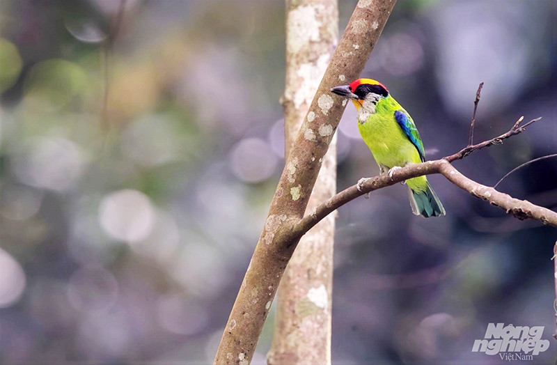 Chim Cu rốc họng vàng (Golden- Throated Barbet) được chụp tại Vườn Quốc gia Ba Vì. Loài này hiện đang được phân chia thành loài 2 loại: Psilopogon auricularis được tìm thấy ở Trung và Tây Nguyên trong khi Barbet Psilopogon franklinii vàng được tìm thấy ở miền Bắc.Một chú Khướu được chụp tại Cao nguyên Lâm Đồng.