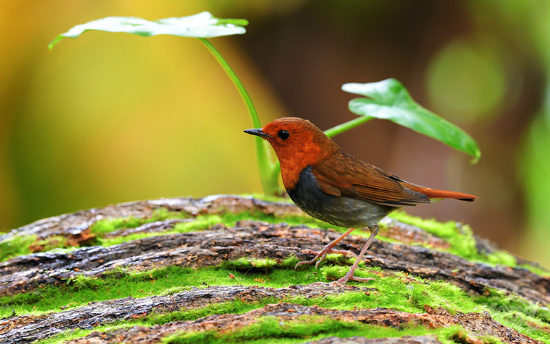 Hoét mặt đỏ (Japanese Robin) Loài chim này di cư từ phương Bắc về đến Việt Nam. Chim trống có đặc điểm mặt và ngực màu vàng hung tươi rất dễ nhận. Chim mái màu nâu hung nhạt, và không có dải đen ở ngực như chim đực. Loài chim này phân bố chủ yếu ở Đông Bắc và Trung Trung Bộ. Chúng thường sống trong những khu rừng xanh, độ cao khoảng 1.500m, đôi khi có thể gặp ở vườn.