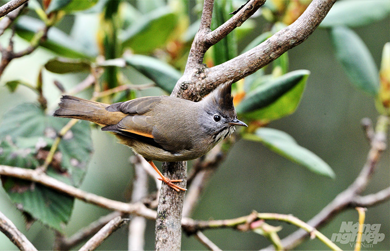 Khướu mào họng đốm (Stripe-throated Yuhina). Ảnh chụp tại dãy núi Fansipang. Phân bố tại các vùng núi cao Tây Bắc và Cao nguyên Lâm Đồng. Khướu mào họng đốm là loài có kích thước lớn trong nhóm khướu mào (khoảng 15cm). Chim có mào màu xám tro, dựng và cong về phía trước, ngực màu nâu nhạt với nhiều sọc đen, bộ lông phần lớn màu nâu xám với sọc vàng đậm ở trên cánh. Chim trống và chim mái giống nhau.