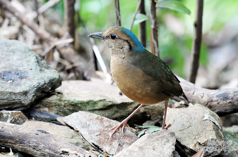 Chim Đuôi cụt bụng đỏ (Fairy Pitta) là loài di cư từ phương Bắc xuống Việt Nam. Đây là một loài chim dạng sẻ nhỏ. Nó ăn sâu, nhện, côn trùng, sên, ốc. Chim này được phân loại như là dễ bị tổn thương (theo BirdLife International), với số lượng ước tính từ 2.500 đến 10.000 cá thể. Số lượng suy giảm nhanh chóng do nạn phá rừng trong phạm vi sống của nó, chủ yếu do nông nghiệp và lấy gỗ. Ảnh chụp tại Mã Đà (Đồng Nai).