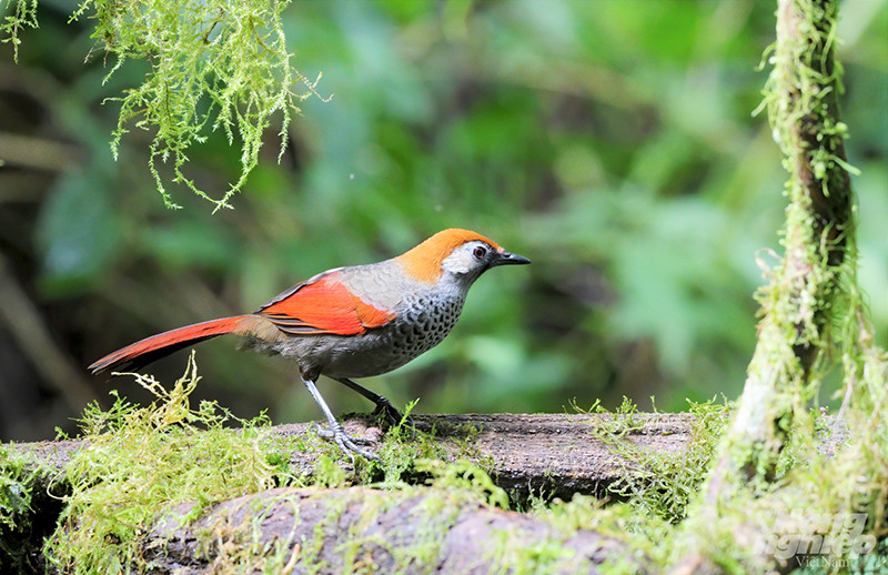 Khướu đuôi đỏ (red-taild Laughingthrush). Loài chim này phố biến ở các vùng núi phía Bắc và cao nguyên Kon Tum.