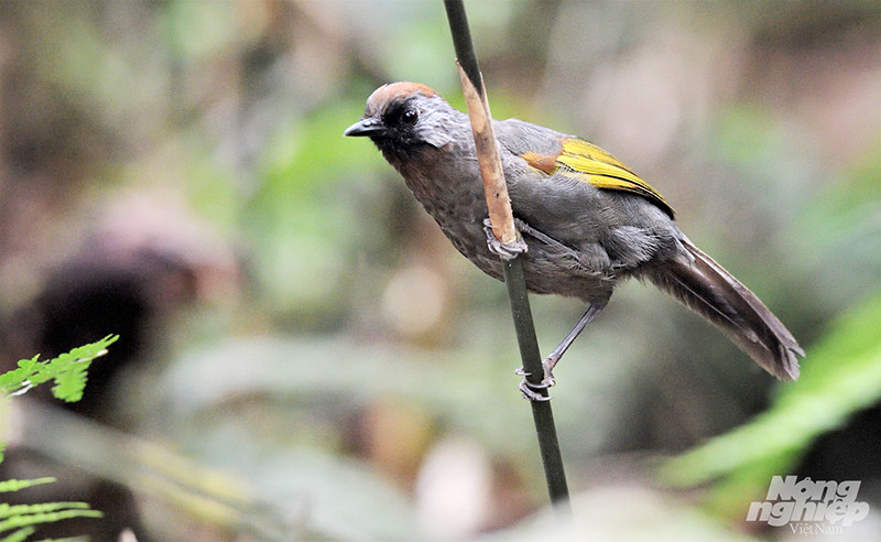 Khướu đầu đỏ má xám (Silver-eared Laughingthrush). Đây là loài đặc hữu vùng Tây Bắc. Rất ít tài liệu nói về loài chim này bởi nó còn tồn tại rất ít trong tự nhiên.