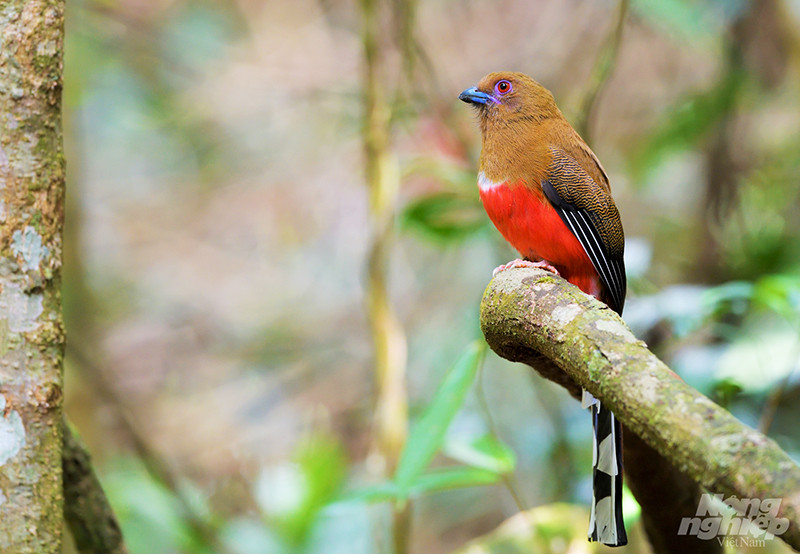 Nuốc bụng đỏ (Red-headed Trogon) chụp tại Di Linh (Lâm Đồng). Bộ lông nhìn chung có màu nâu đỏ. Chim mái và chim đực đều có một hình lưỡi liềm trắng ở ngang trên ngực. Khi bay dễ thấy lông đuôi ngoài màu trắng. Chim trống có đầu mỏ tối và phần thân dưới màu đỏ tươi. Có nhiều sọc lượn sóng màu xám ở lông bao cánh. Chim mái thì đầu và ngực trên có màu nâu nhạt. Có những vằn lượn sóng màu nâu sẫm ở lông bao cánh. Loài chim này phân bố khắp các vùng rừng trong cả nước. Độ cao phân bố trong khoảng 50-2.600 mét.