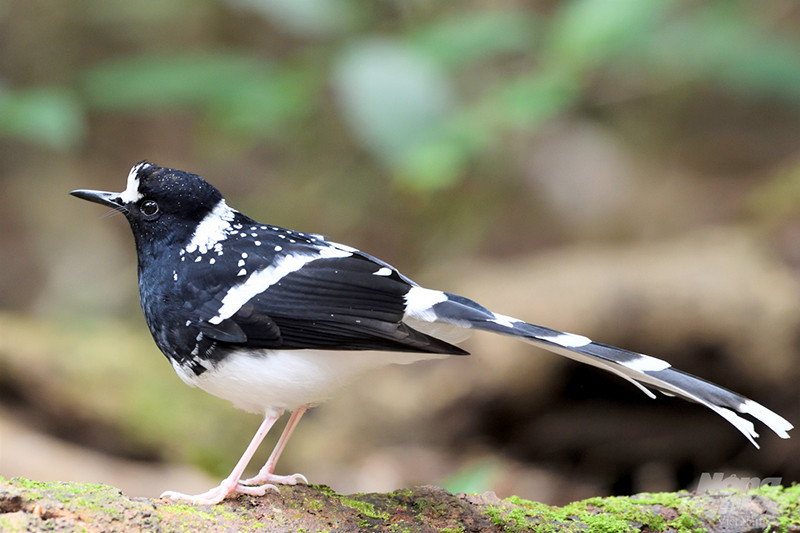 Khướu mào họng đốm (Spotted Forktail) tại Đà Lạt. Loài này phân bố tại vùng núi phía bắc và cao nguyên Lâm Đồng. Đây là loài chim sống định cư dọc theo các suối đá ở vùng rừng núi, nơi có độ cao khoảng 900-2.500m. Loài chim này thường được tìm thấy ở Afghanistan, Ấn Độ, Trung Quốc, Việt Nam...