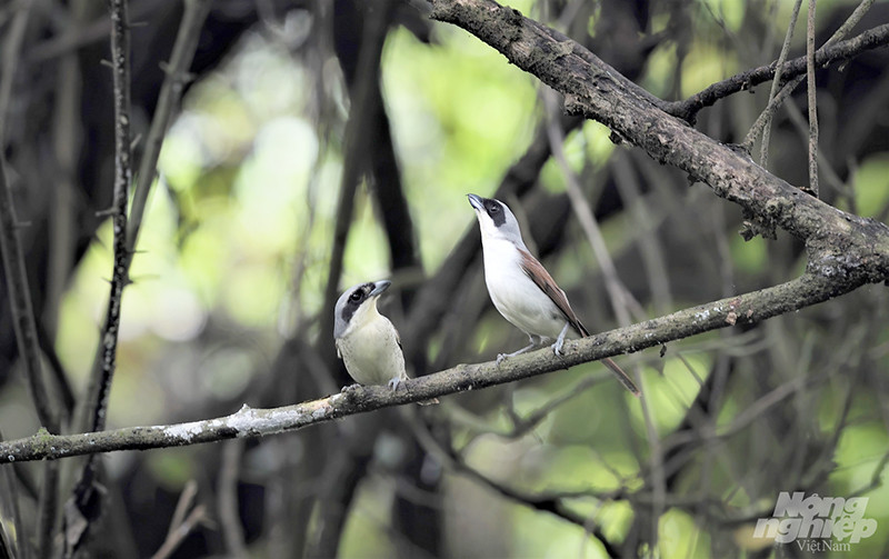 Một đôi chim Bách thanh vằn (Tiger shrike). Ảnh chụp tại vườn nhãn ngoại thành Hà Nội. Bách thanh vằn được tìm thấy trong môi trường sống rừng ở khắp phía đông châu Á. Nó là một con chim thường đơn độc nhút nhát, ít bị chú ý hơn so với hầu hết các chim bách thanh khác. Giống như chim bách thanh khác, chúng là loài ăn thịt, chúng ăn động vật nhỏ. Tổ của nó được xây dựng trên cây và chim mái đẻ mỗi lứa 3-6 trứng.
