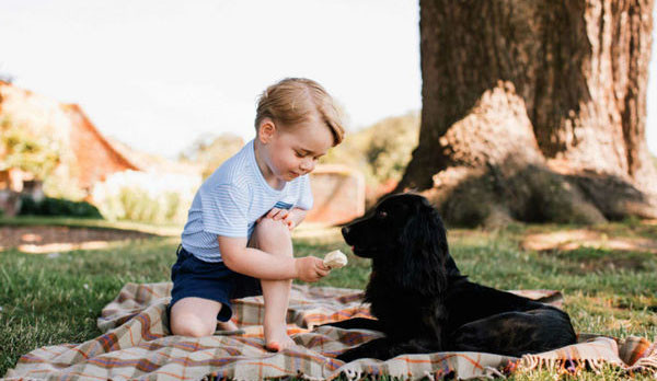 Đồ ăn dành cho thú cưng của các thành viên Hoàng gia Anh phải đảm bảo các tiêu chí: ngon, bổ dưỡng và tốt cho sức khỏe.