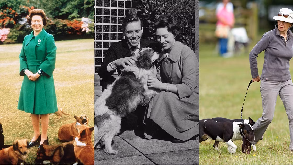 Nữ hoàng Elizabeth II nhận được con chó corgi đầu tiên vào dịp sinh nhật thứ 18. Đến nay, người đứng đầu Hoàng gia Anh có hơn 30 con chó corgi.