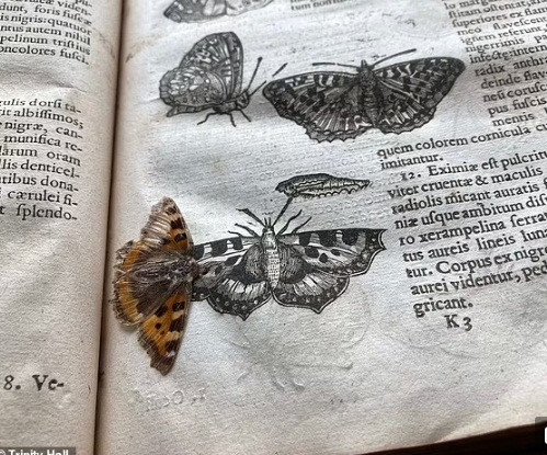 Theo các chuyên gia, mẫu vật trên được bảo quản một cách hoàn hảo trong bản in của cuốn sách đầu tiên về côn trùng ở Anh có tựa đề "Nhà hát Côn trùng" xuất bản năm 1634.