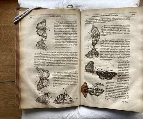 Hiện các chuyên gia chưa thể tìm ra ai là người ép con bướm vào trong các trang sách và thời điểm ép là khi nào.