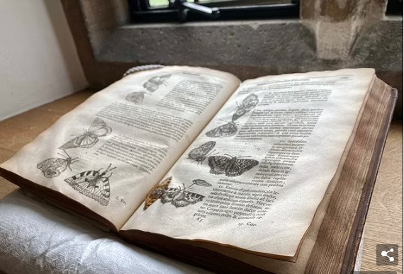 Các nhà khoa học suy đoán có thể con bướm được ép vào trong cuốn sách trước khi nó được đưa vào bộ sưu tập của trường Trinity Hall.