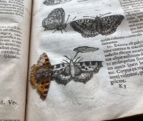 Bản in "Nhà hát Côn trùng" đang được lưu giữ tại thư viện của trường Trinity Hall, thuộc Đại học Cambridge do gia đình của cựu sinh viên Lawrence Strangman quyên tặng.