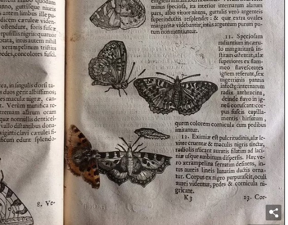 Thủ thư Lecky-Thompson cho hay, người chủ đầu tiên của mẫu vật hiếm gặp này có thể đã đặt con bướm vào trong cuốn sách để ép từ thế kỷ 17. Nếu điều này là chính xác thì đó là sự thật thú vị khi nó nằm trong quyển sách suốt nhiều thế kỷ.