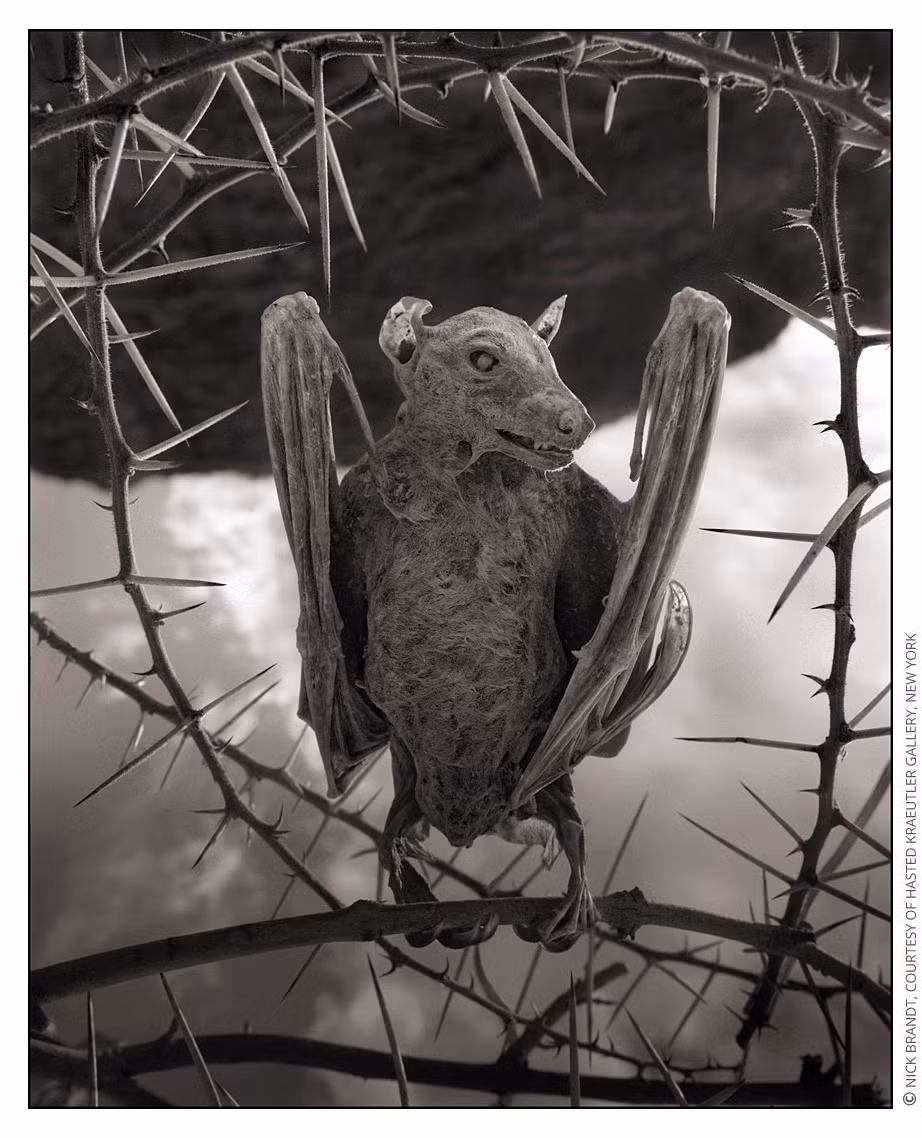 Liên quan đến bí ẩn này, các nhà khoa học đến khu vực hồ Natron và nghiên cứu mẫu nước, địa chất... để tìm kiếm câu trả lời.