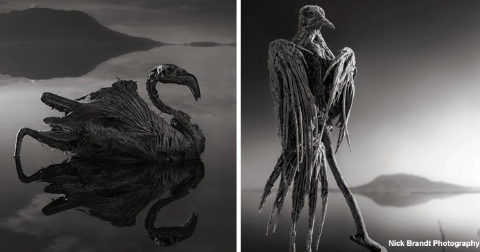 Chỉ sau một thời gian ngắn, xác của những con vật xấu số đó sẽ biến thành xác ướp tự nhiên. Khi mực nước trong hồ xuống thấp, người ta sẽ tìm thấy những xác ướp động vật phủ một lớp muối.