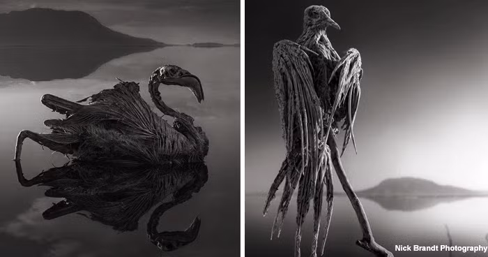 Chỉ sau một thời gian ngắn, xác của những con vật xấu số đó sẽ biến thành xác ướp tự nhiên. Khi mực nước trong hồ xuống thấp, người ta sẽ tìm thấy những xác ướp động vật phủ một lớp muối.