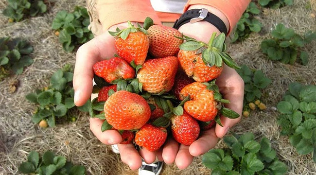 Khi ăn, dâu tây Đà Lạt có mùi thơm đặc trưng và chua thanh, còn dâu tây Trung Quốc bở và không có mùi thơm