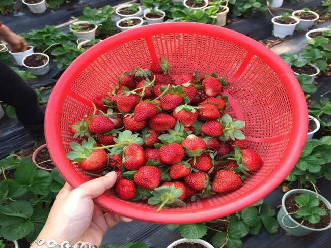 Cụ thể, dâu tây Đà Lạt có hình dáng quả không đồng đều, kích thước quả vừa phải, không quá to, quả mềm, không nhẵn mịn. Trong khi đó dâu Trung Quốc, có độ đồng đều cao, quả to, quả có độ cứng, mịn.