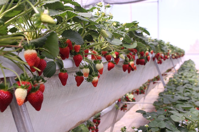 Dâu Tây Đà Lạt có hình dáng quả không đồng đều, kích thước vừa phải, quả mềm, không nhẵn mịn.