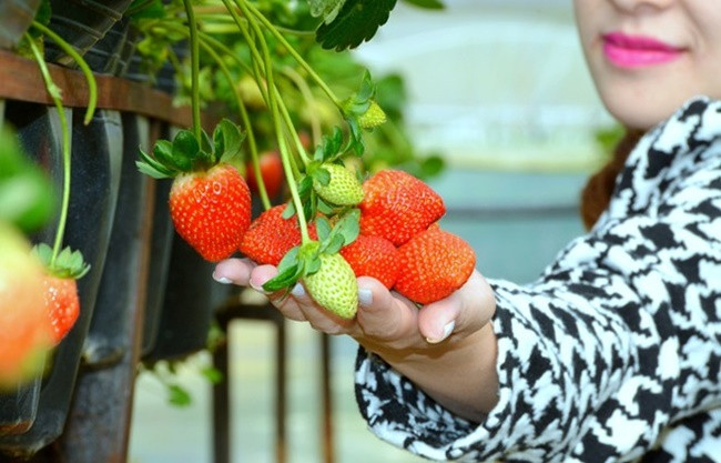 Về màu sắc, dâu tây Đà Lạt có màu đỏ không đồng đều, sậm màu ở thân, phần cuống hơi trắng. Dâu tây Trung Quốc lại cho màu đỏ sậm từ đầu đến cuống, trông rất đẹp mắt.