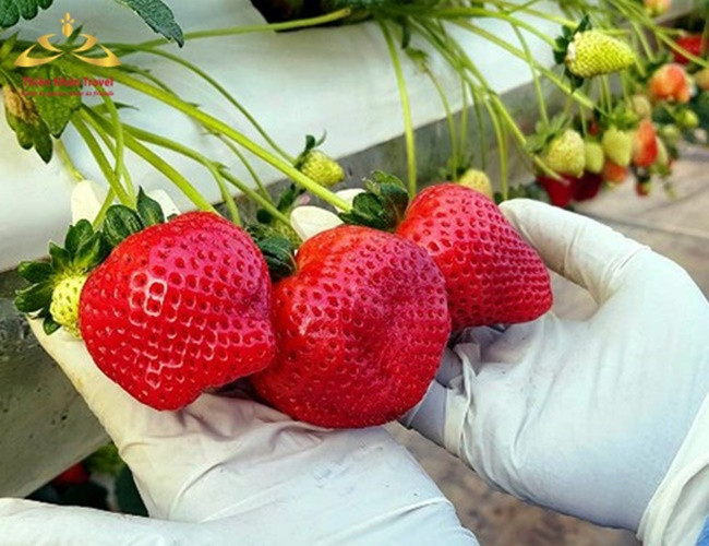 Khi bổ ra, có thể thấy bên trong dâu tây Đà Lạt có màu đỏ nhạt xen màu trắng, còn dâu Tây Trung Quốc có màu đỏ đậm và không có màu trắng.