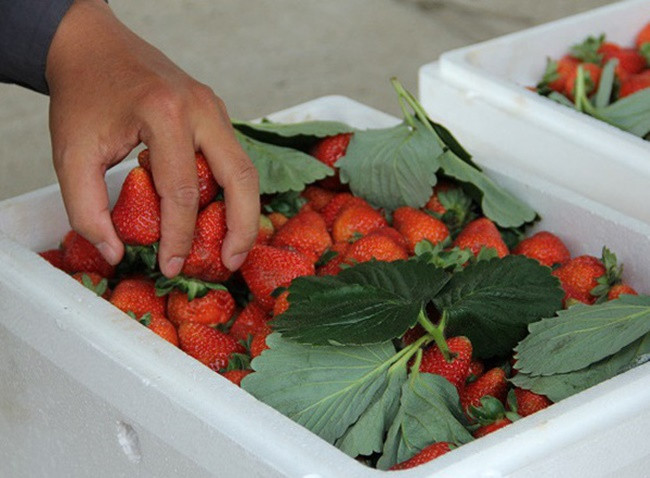 Nhiều người còn nêu cách nhận biết là dâu tây Trung Quốc có thể để từ 7 đến 10 ngày trong môi trường nhiệt độ 25-32 độ C mà không hề bị héo hay thối quả, trong khi dâu Đà Lạt chỉ để tối đa 2 ngày.