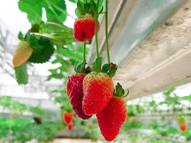 Quả dâu tây được người Pháp đưa tới Đà Lạt trồng vào thập niên 40 của thế kỷ 20. Thổ nhưỡng ở đây cho chất lượng và vị của quả dâu rất đặc biệt.