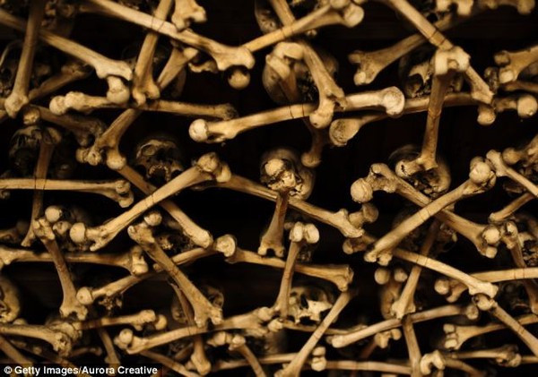 Do đó, linh mục Vaclav Tomasek thu thập các bộ hài cốt rồi mang về nhà thờ Kaplica Czaszek để tiến hành vệ sinh sạch sẽ rồi sắp xếp lên tường và trần nhà.