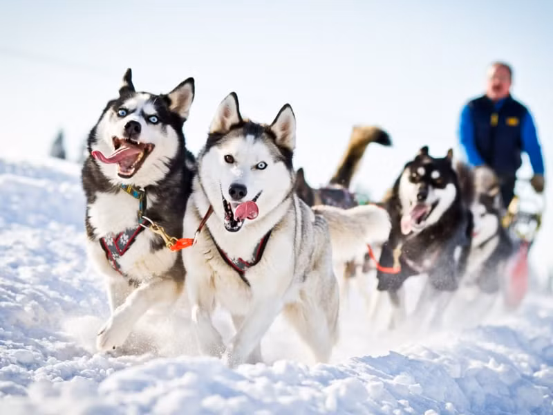 Chúng có thể sinh tồn trong điều kiện băng tuyết suốt thời gian dài mà vẫn khỏe mạnh.
