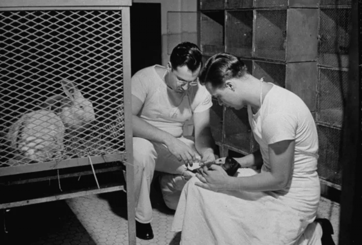 Vaccine cúm là một trong những phát minh trong Thế chiến 2 góp phần thay đổi cuộc sống của nhân loại. Theo các ghi chép lịch sử, vào năm 1933, ba nhà khoa học người Anh gồm: Wilson Smith, Christopher Andrewes và Patrick Laidlaw phân lập thành công virus cúm. Từ đây, nhóm các nhà khoa học bắt đầu nghiên cứu phát triển kháng thể ở loài chồn hương.