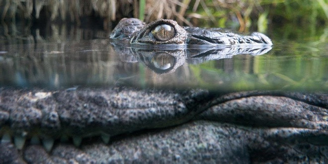 Do đi vào khu vực đầm lầy nên lực lượng Nhật Bản di chuyển chậm. Sau vài ngày hành quân, số binh sĩ người Nhật ngày càng giảm dần.