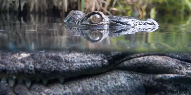 Do đi vào khu vực đầm lầy nên lực lượng Nhật Bản di chuyển chậm. Sau vài ngày hành quân, số binh sĩ người Nhật ngày càng giảm dần.