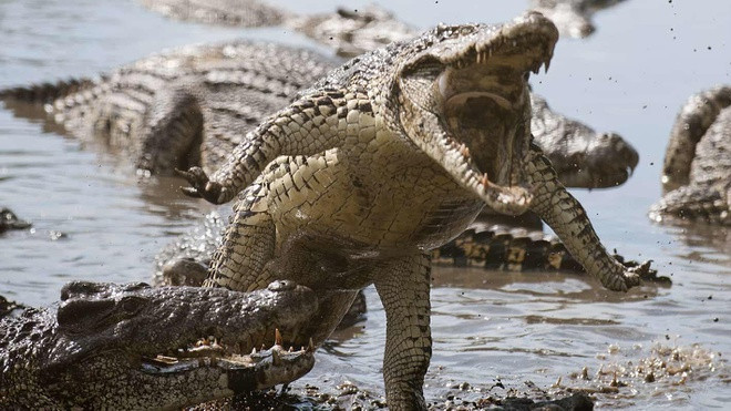 Một số con cá sấu trên đảo dài hơn 6m và nặng hơn 1 tấn. Vì vậy, đảo Ramree trở thành một địa điểm đáng sợ đối với con người. Không phải ai cũng có đủ can đảm bước chân lên hòn đảo nguy hiểm này.