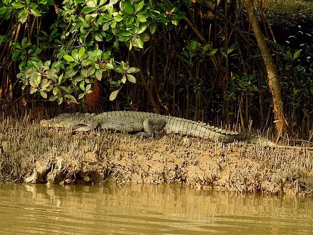 Ramree - hòn đảo có đàn cá sấu hung dữ - còn được biết đến với tên gọi khác là Yangbye. Đây là hòn đảo nằm ngoài khơi bờ biển bang Rakhine, phía nam Myanmar.