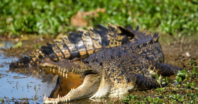 Theo đó, quân đội Nhật Bản rơi vào thế bất lợi. Khoảng 1.000 lính Nhật Bản theo lệnh rút lui về phía sau thông qua khu vực đầm lầy ngập nước ở giữa đảo Ramree.