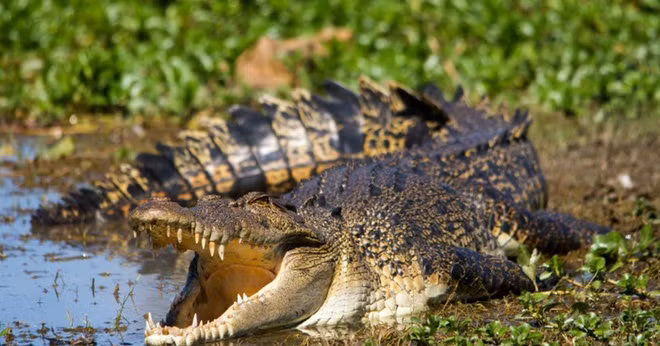 Theo đó, quân đội Nhật Bản rơi vào thế bất lợi. Khoảng 1.000 lính Nhật Bản theo lệnh rút lui về phía sau thông qua khu vực đầm lầy ngập nước ở giữa đảo Ramree.