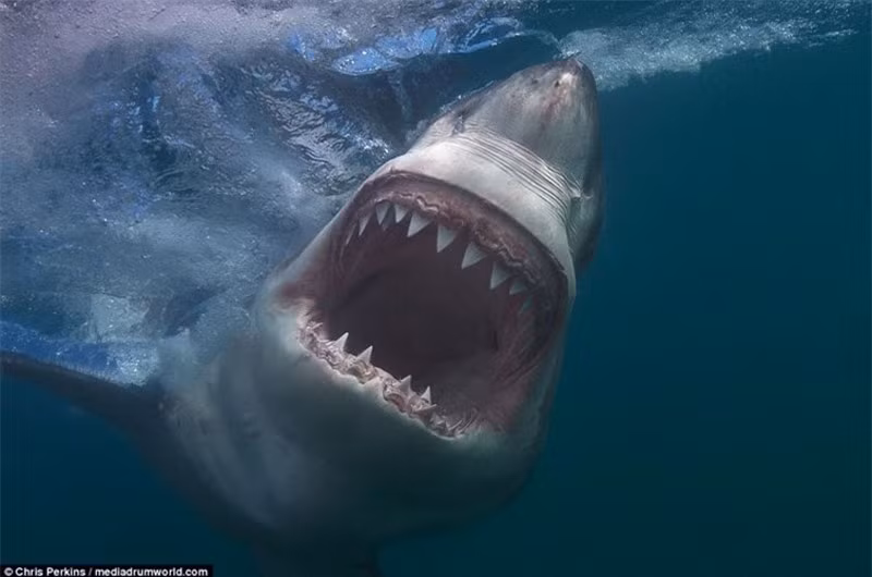 Cá mập trắng lớn đạt tốc độ di chuyển hơn 56 km/h.