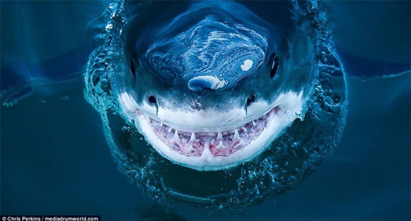  Cá mập trắng lớn có tên khoa học là Carcharodon carcharias. Chúng thường sinh sống ở miền duyên hải trên khắp các đại dương.