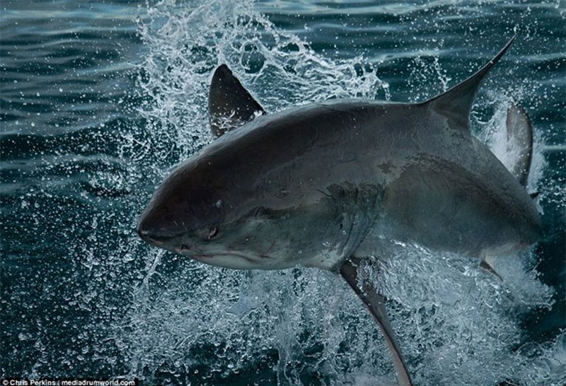 Cá mập trắng lớn đực trưởng thành khi đạt chiều dài 3,5-4,0 m, cá cái 4,5-5,0 m và có khối lượng 680-1.100 kg. Cá cái thường nặng hơn cá đực.