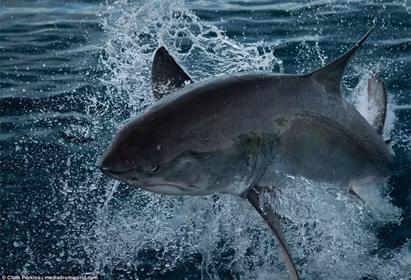 Cá mập trắng lớn đực trưởng thành khi đạt chiều dài 3,5-4,0 m, cá cái 4,5-5,0 m và có khối lượng 680-1.100 kg. Cá cái thường nặng hơn cá đực.